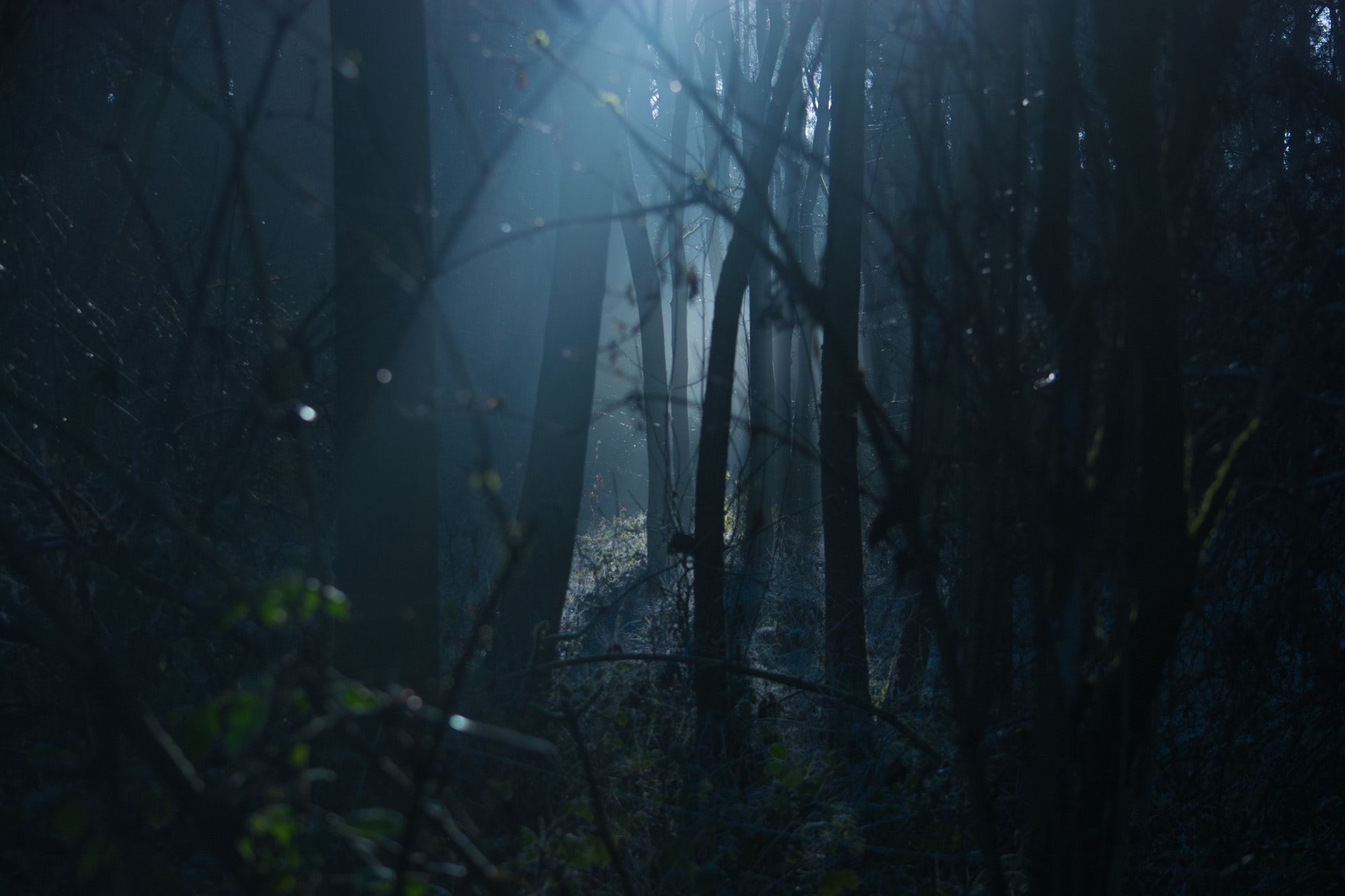 mystischer, dunkler Wald